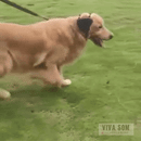 Acalma Dog - Abafador para Cães de porte Médio a Grande Viva Som